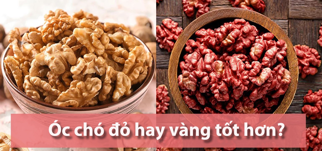 HẠT ÓC CHÓ ĐỎ VÀ HẠT ÓC CHÓ VÀNG, HẠT NÀO TỐT HƠN?